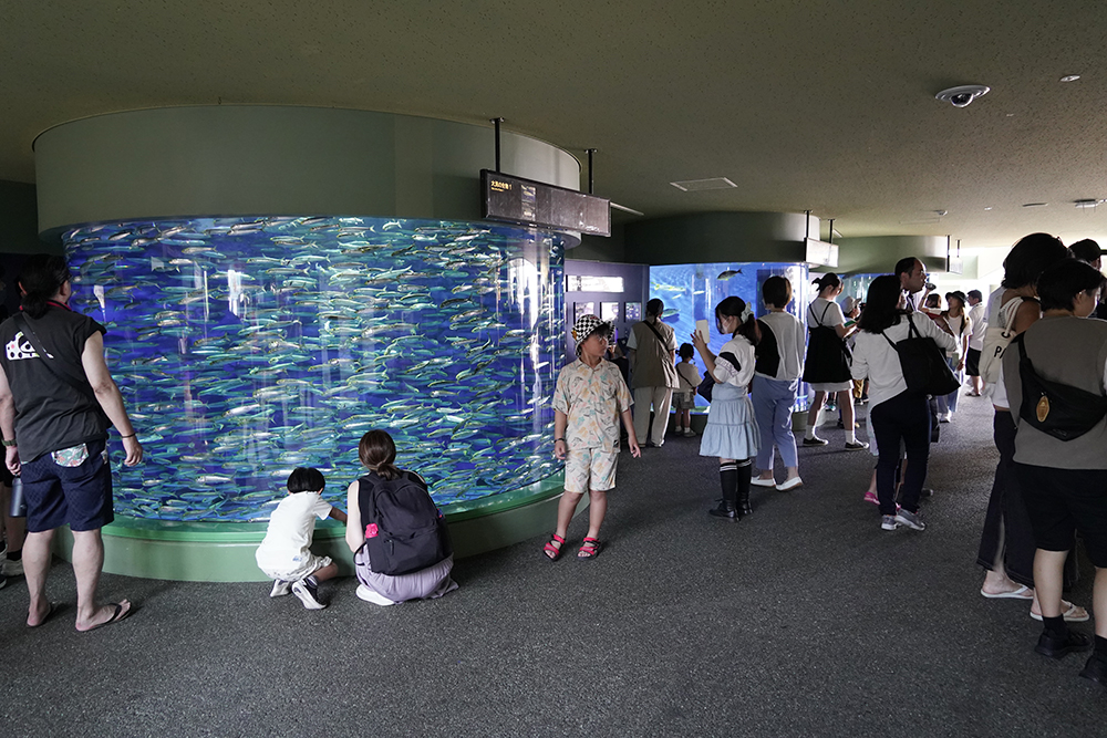 大洗水族館_1_出会いの海_2