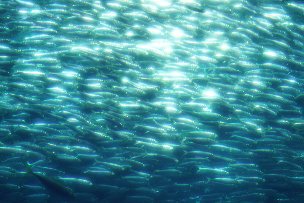 大洗水族館_1_出会いの海_3