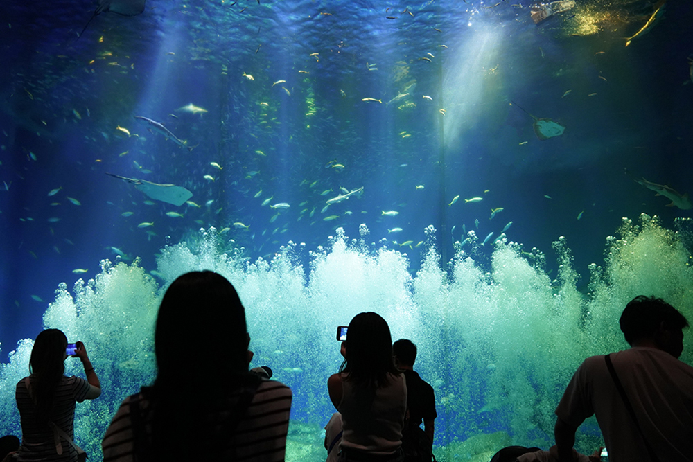 大洗水族館_1_出会いの海_4_2