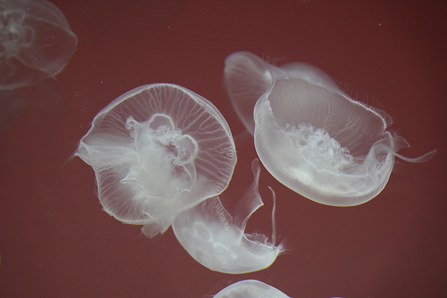 大洗水族館_2_神秘の海_5