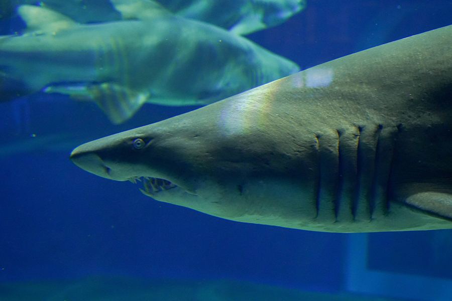 大洗水族館_3_悠久の海_1