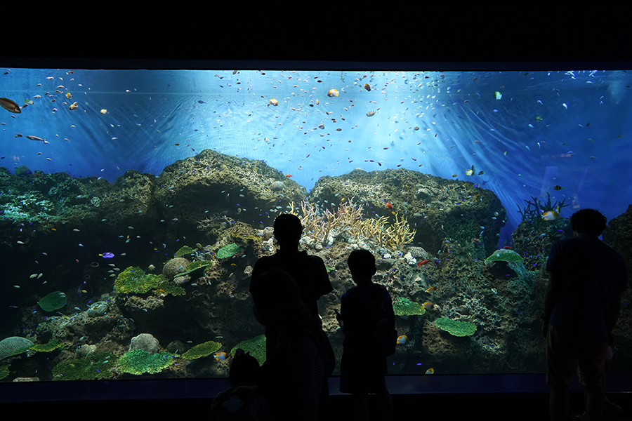 大洗水族館_3_悠久の海_4