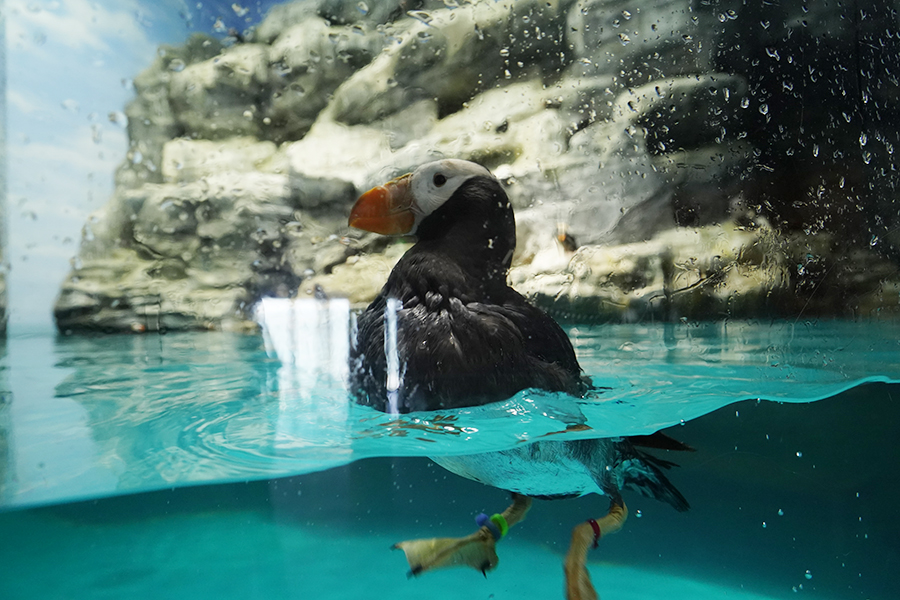 大洗水族館_5_なごみの海_2