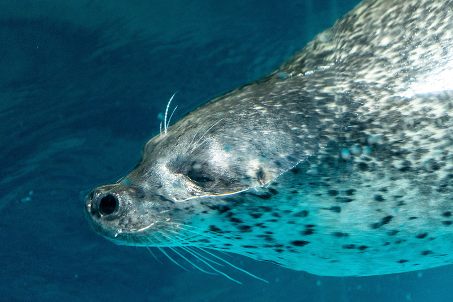 大洗水族館_5_なごみの海_1