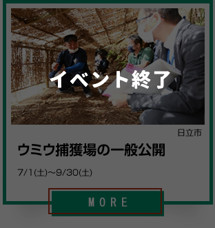 3_日立市の夏のイベント_ウミウ捕獲場の一般公開
