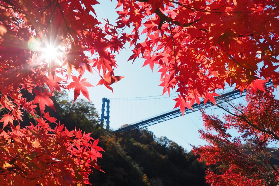 竜神大吊橋_もみじ