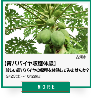 25_青パパイヤ収穫体験