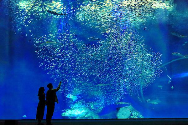 16_アクアワールド茨城県大洗水族館（大洗町）