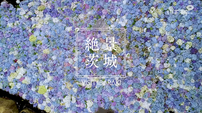 【絶景茨城】紫陽花（天引観音）