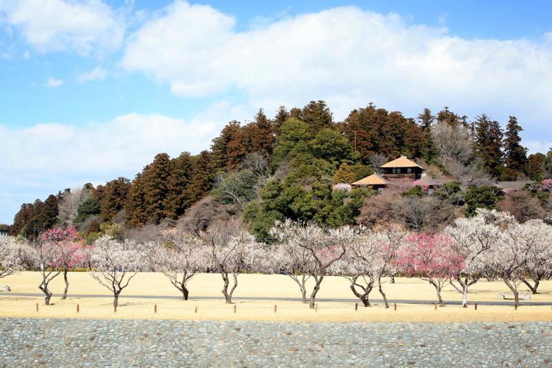 偕楽園 梅まつり