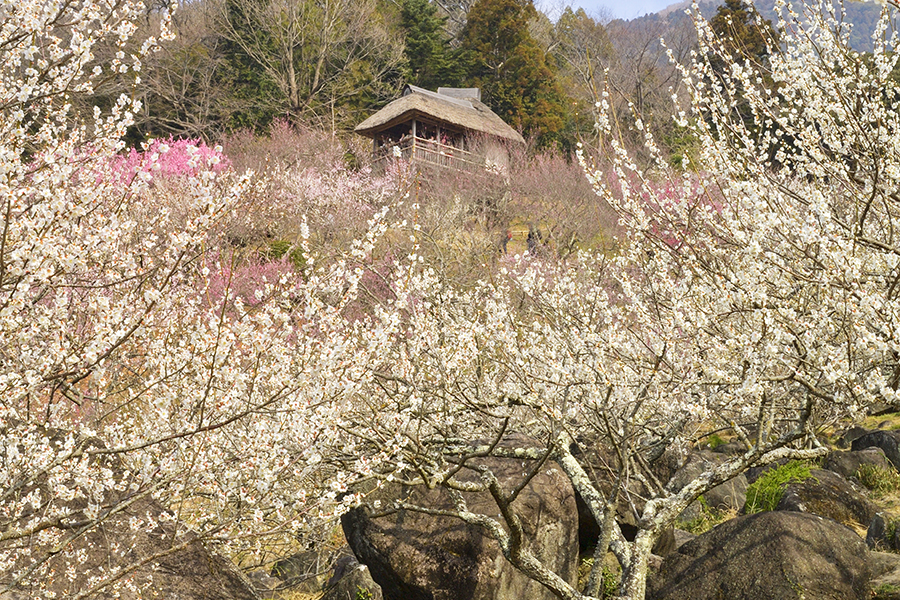 第51回筑波山梅まつり_4_横