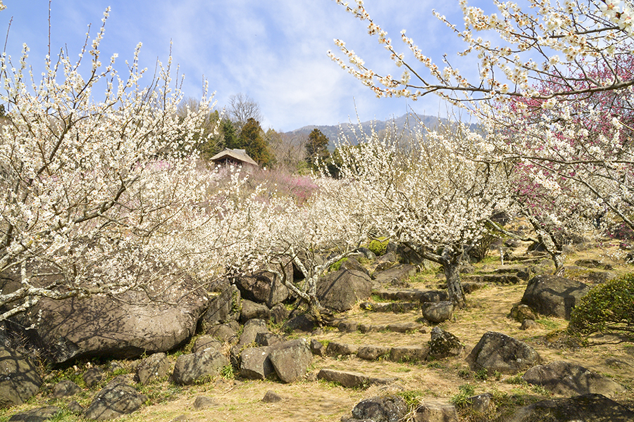 第51回筑波山梅まつり_5