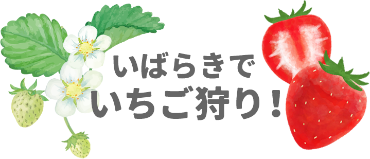 茨城でいちご狩り