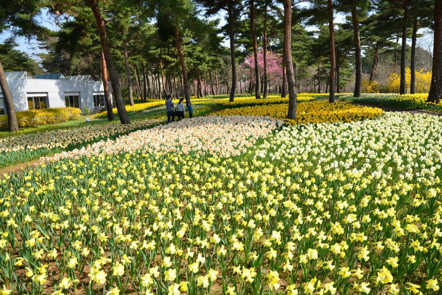 国営ひたち海浜公園スイセン