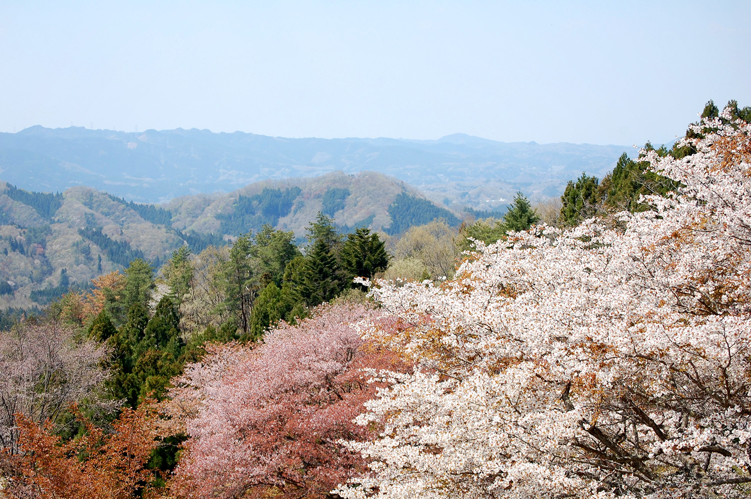 沓掛峠の山桜（大子町）