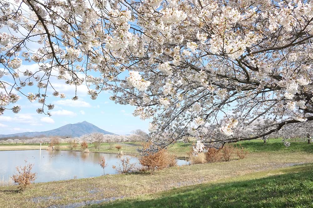 母子島遊水地（筑西市）