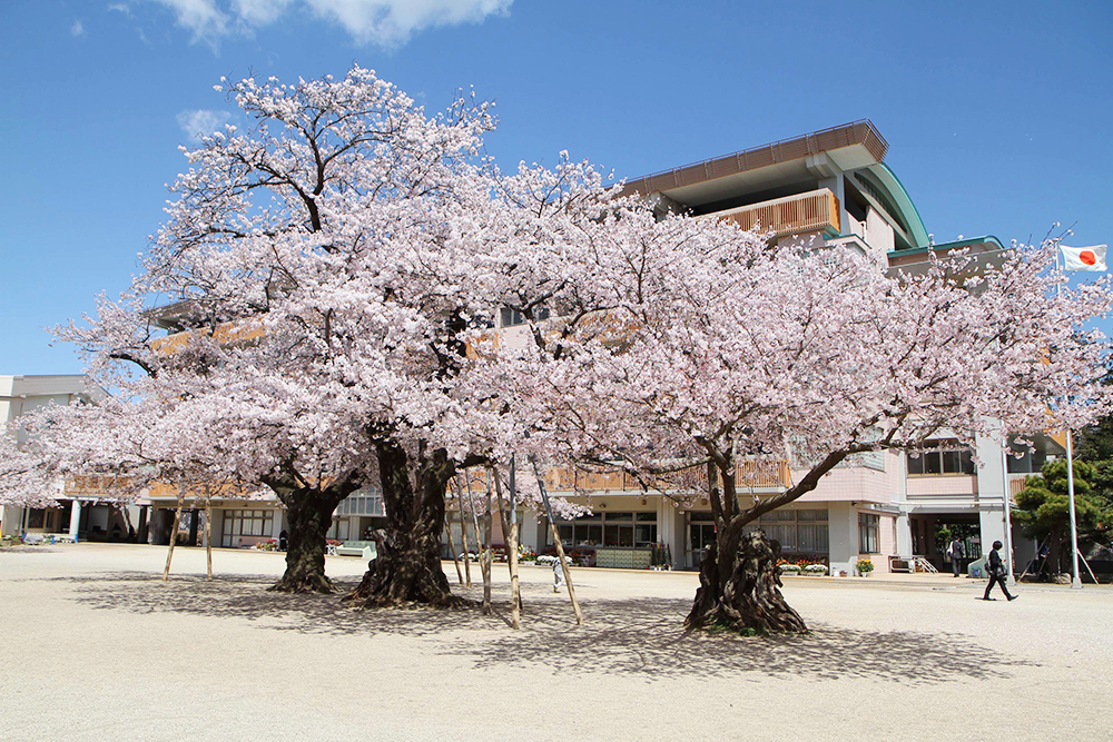 真鍋小学校【真鍋のサクラ】（土浦市）