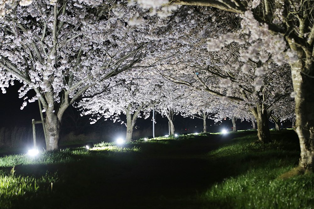 新利根川桜づつみ（稲敷市）