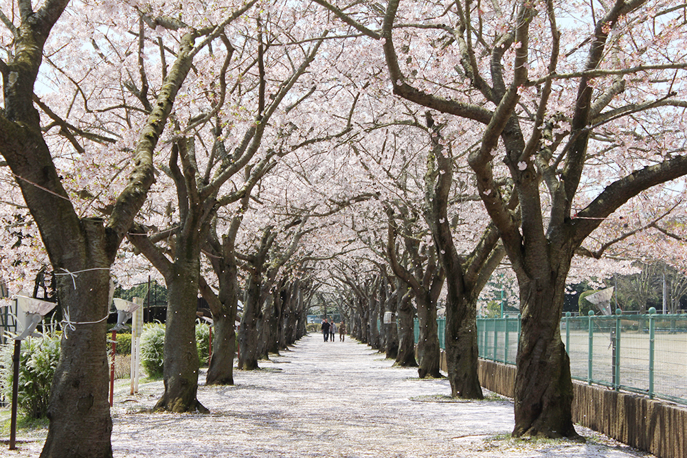 阿漕ヶ浦公園（東海村）