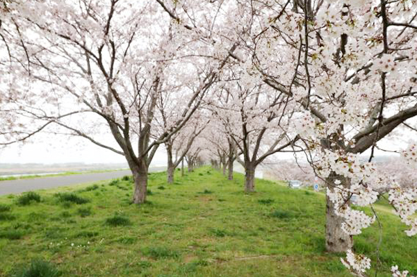 利根川桜つづみ（利根町）