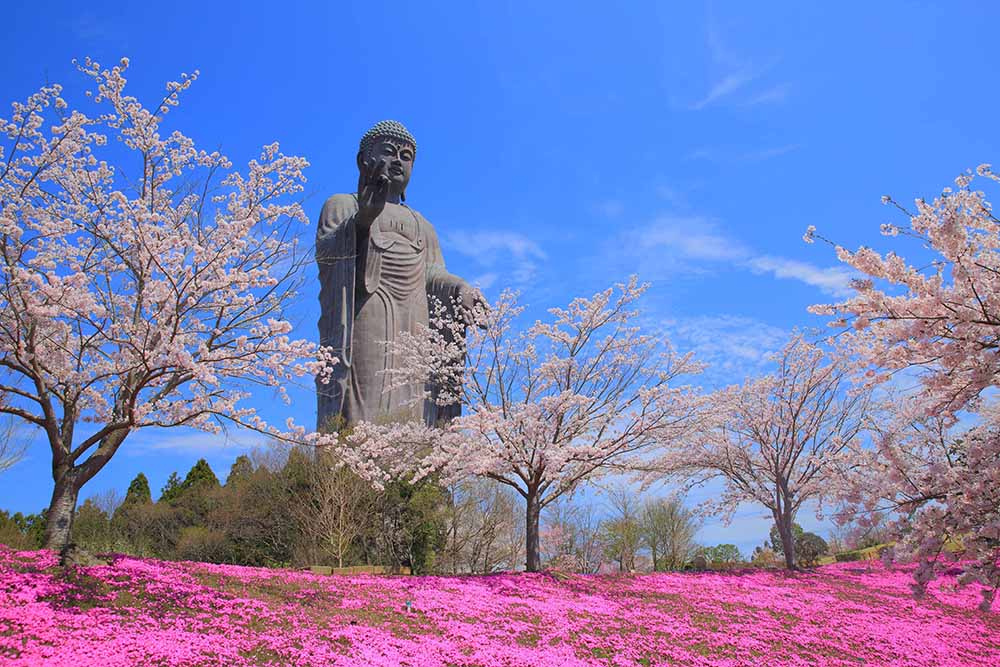 （観光スポット10）牛久大仏2（桜）