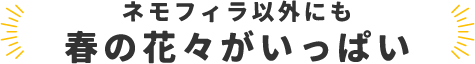 ネモフィラ以外にも春の花々がいっぱい