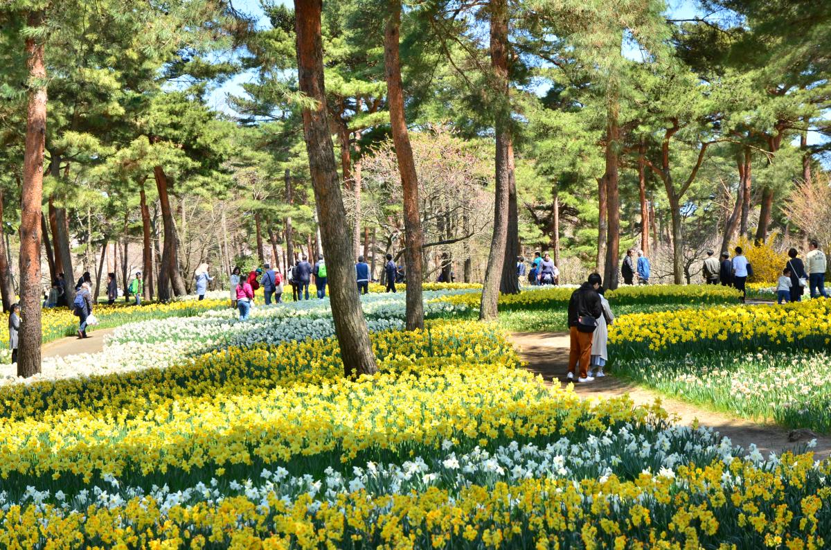 国営ひたち海浜公園_すいせん