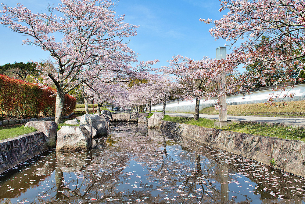 【さくら情報】松岡城址（アプローチ広場）_2