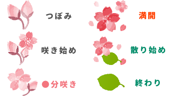 桜段階_2