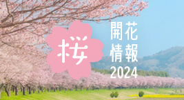 いばらき桜開花状況2024_観光いばらき_いば旬バナー(267×145) のコピー
