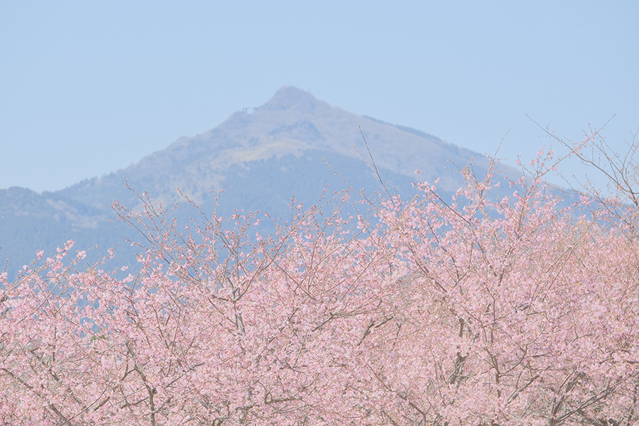 いばらきフラワーパーク_河津桜
