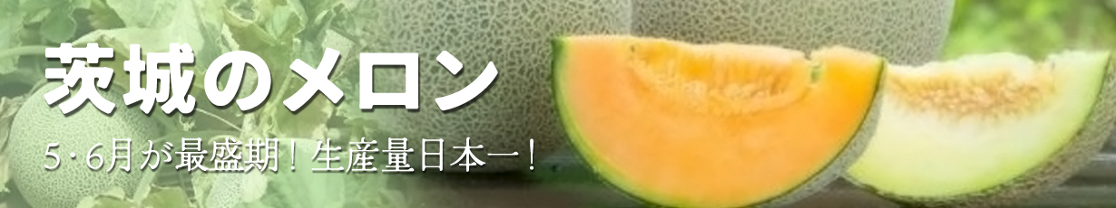 茨城のメロン_5・6月が最盛期！生産量日本一！