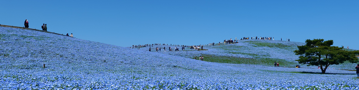 観て、遊べる、いばらきの「公園」01