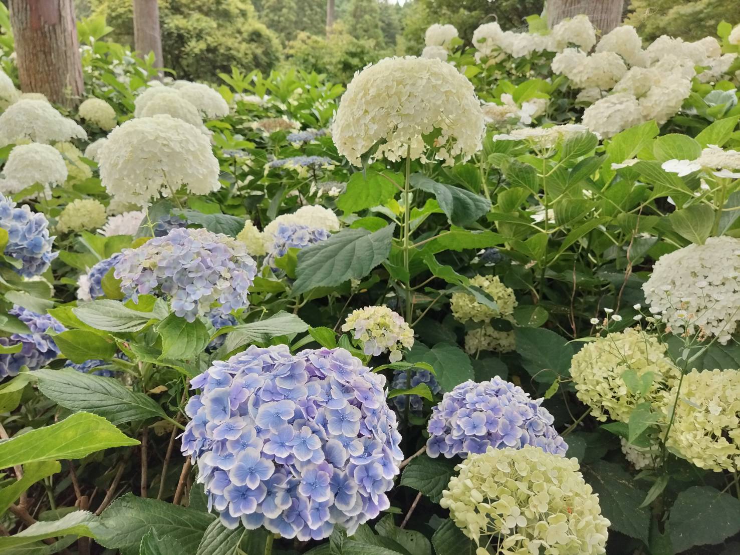 【あじさい情報】北茨城あじさいの森_4