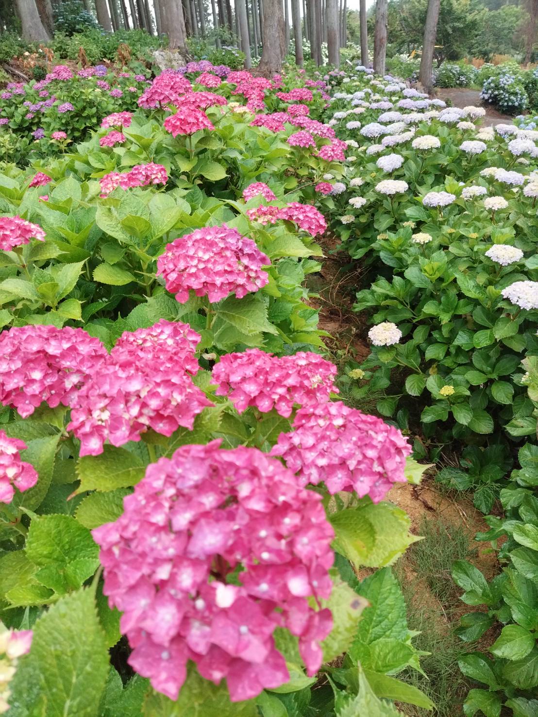 【あじさい情報】北茨城あじさいの森_2