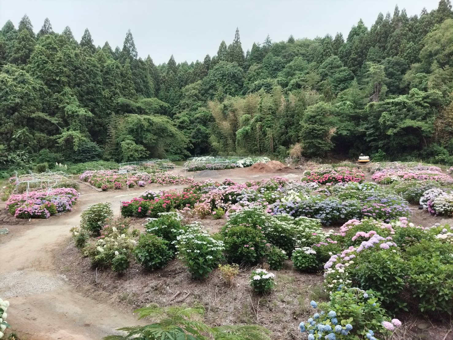 【あじさい情報】北茨城あじさいの森_10