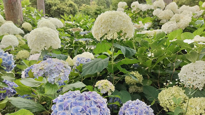 5_北茨城あじさいの森