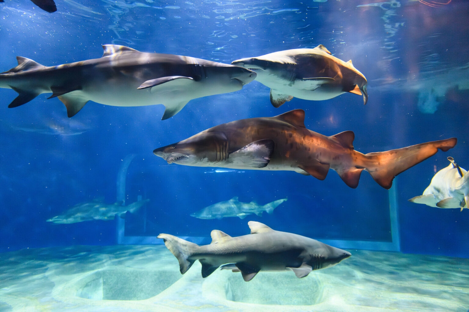 アクアワールド_超サメの新世海：サメがすごい。飼育種類数日本一。_1