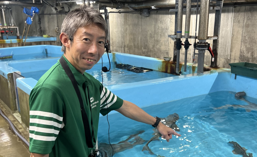 大洗水族館_サメスペシャルツアー