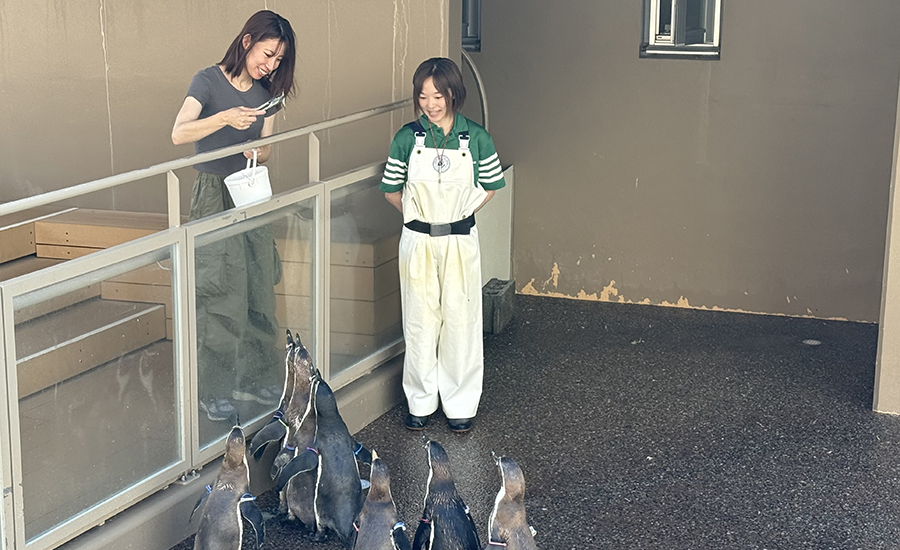 大洗水族館_特別プログラムペンギンのごはん