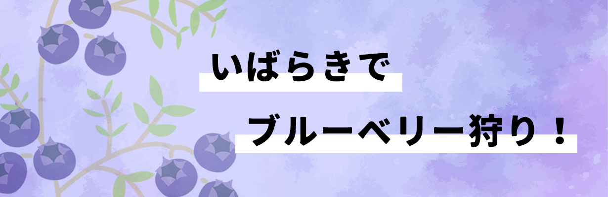 茨城でブルーベリー狩り！