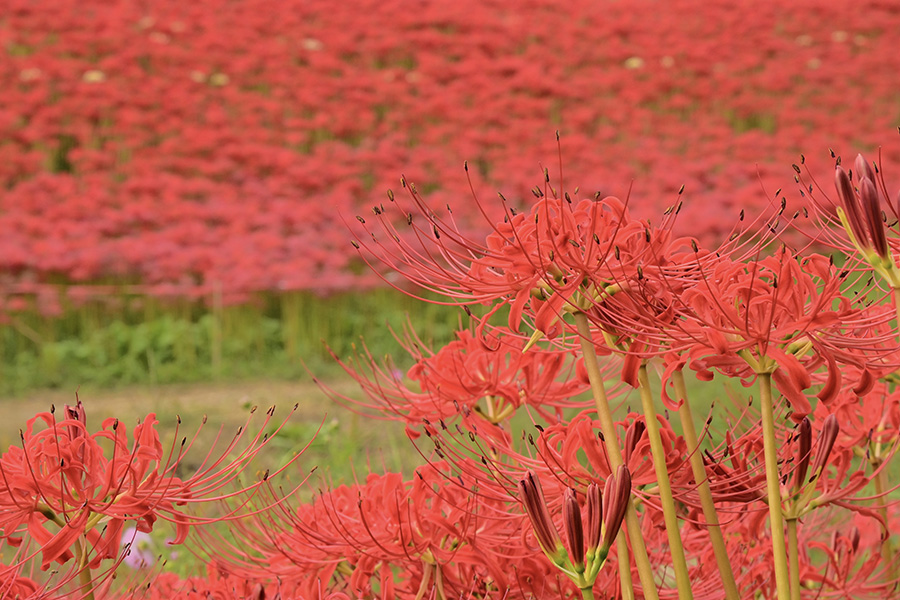 源氏川の彼岸花(源氏川の彼岸花を保存する会)