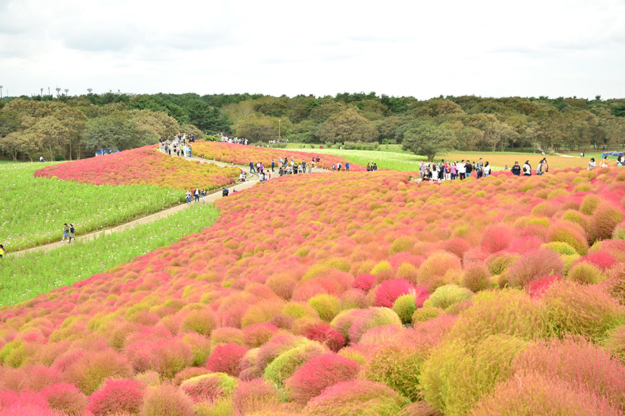 ひたち海浜公園_コキア_色づき始め_900&times;600
