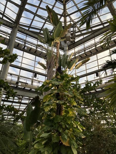 熱帯植物館１