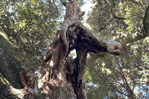 大杉神社_2019年の台風により折れた枝が偶然「馬が社を見守る姿」に見えると話題