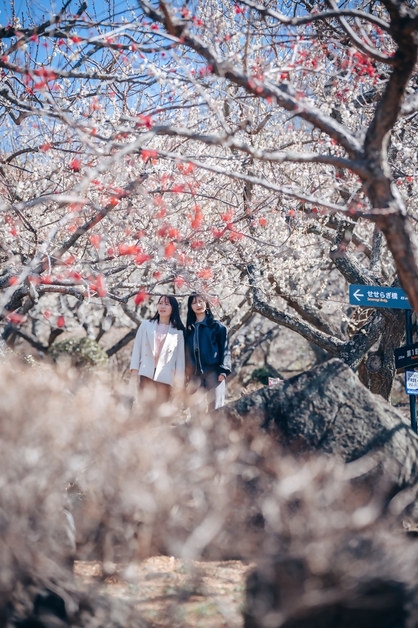 筑波山梅まつり【2026】_1