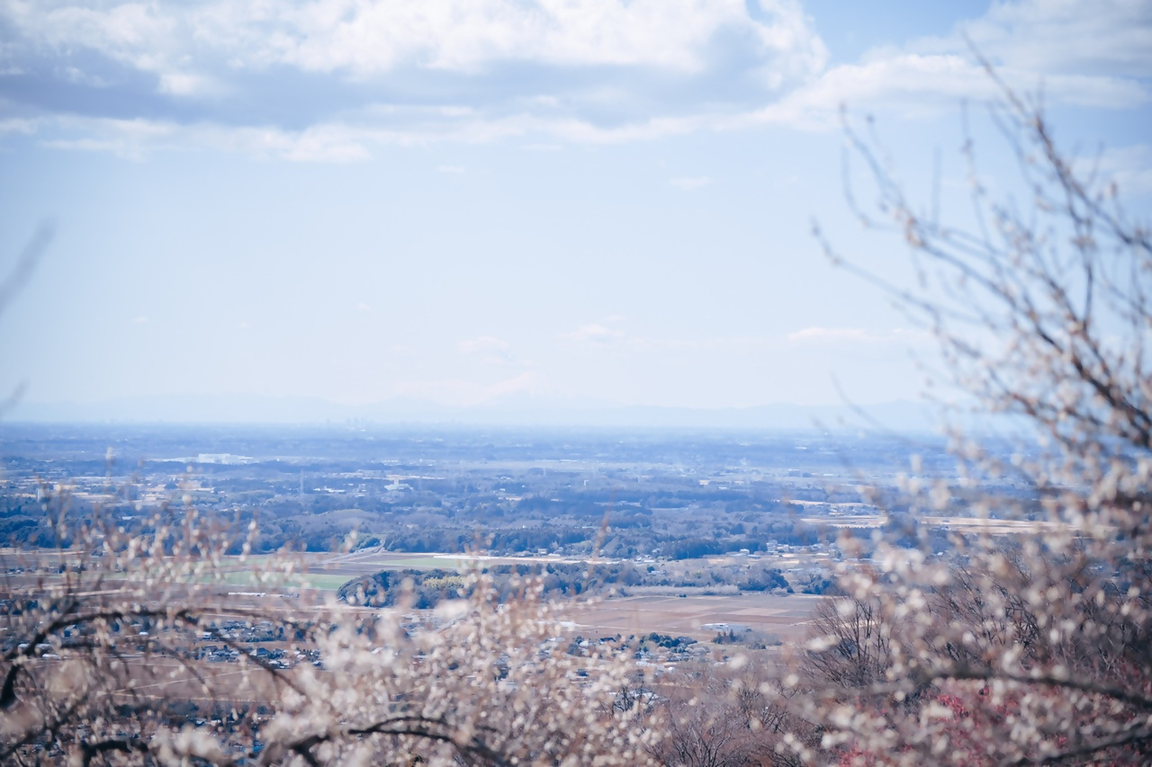 筑波山梅まつり【2026】_3