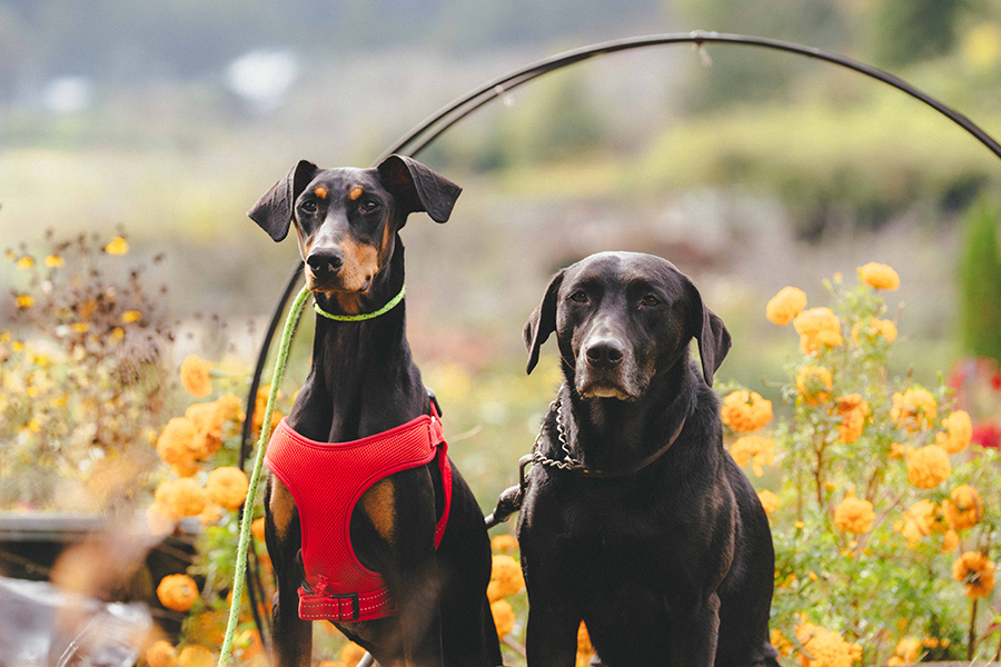 いばらきフラワーパーク_ペット_2