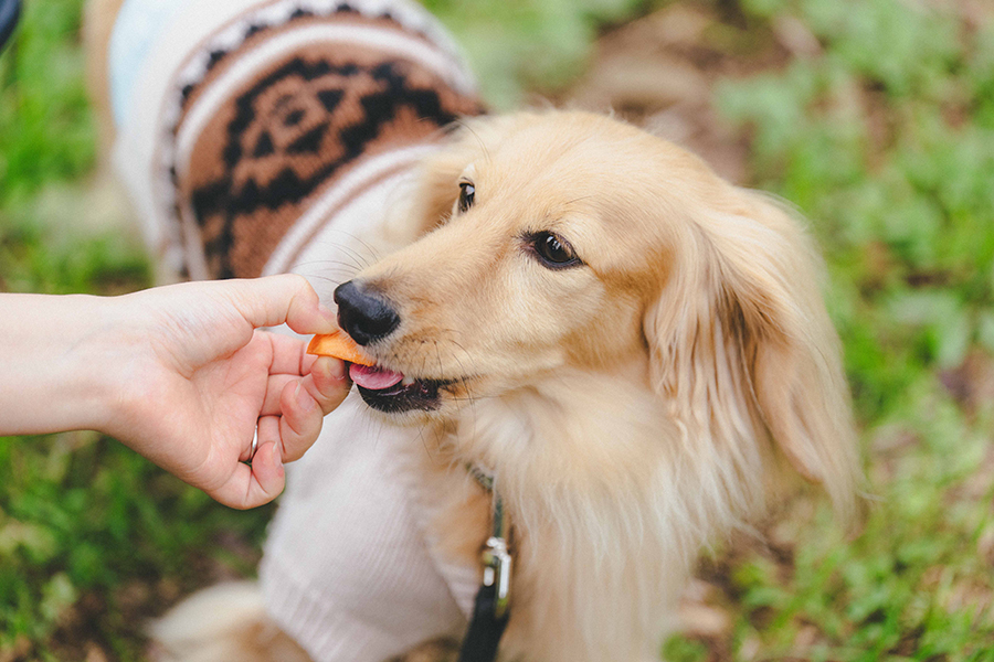 福田グリーン農園_ペット_1