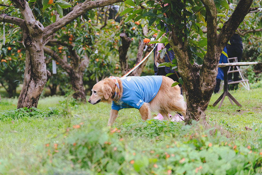 福田グリーン農園_ペット_2